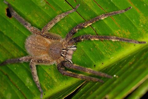 brasilianische wanderspinne biss